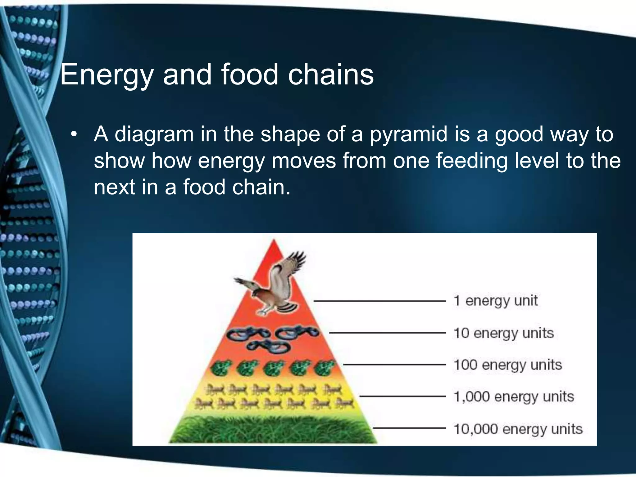Energy and food chains
• A diagram in the shape of a pyramid is a good way to
show how energy moves from one feeding level to the
next in a food chain.
 