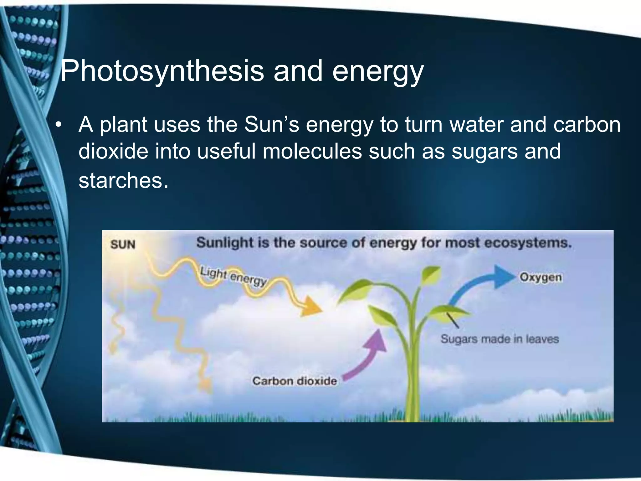 Photosynthesis and energy
• A plant uses the Sun’s energy to turn water and carbon
dioxide into useful molecules such as sugars and
starches.
 