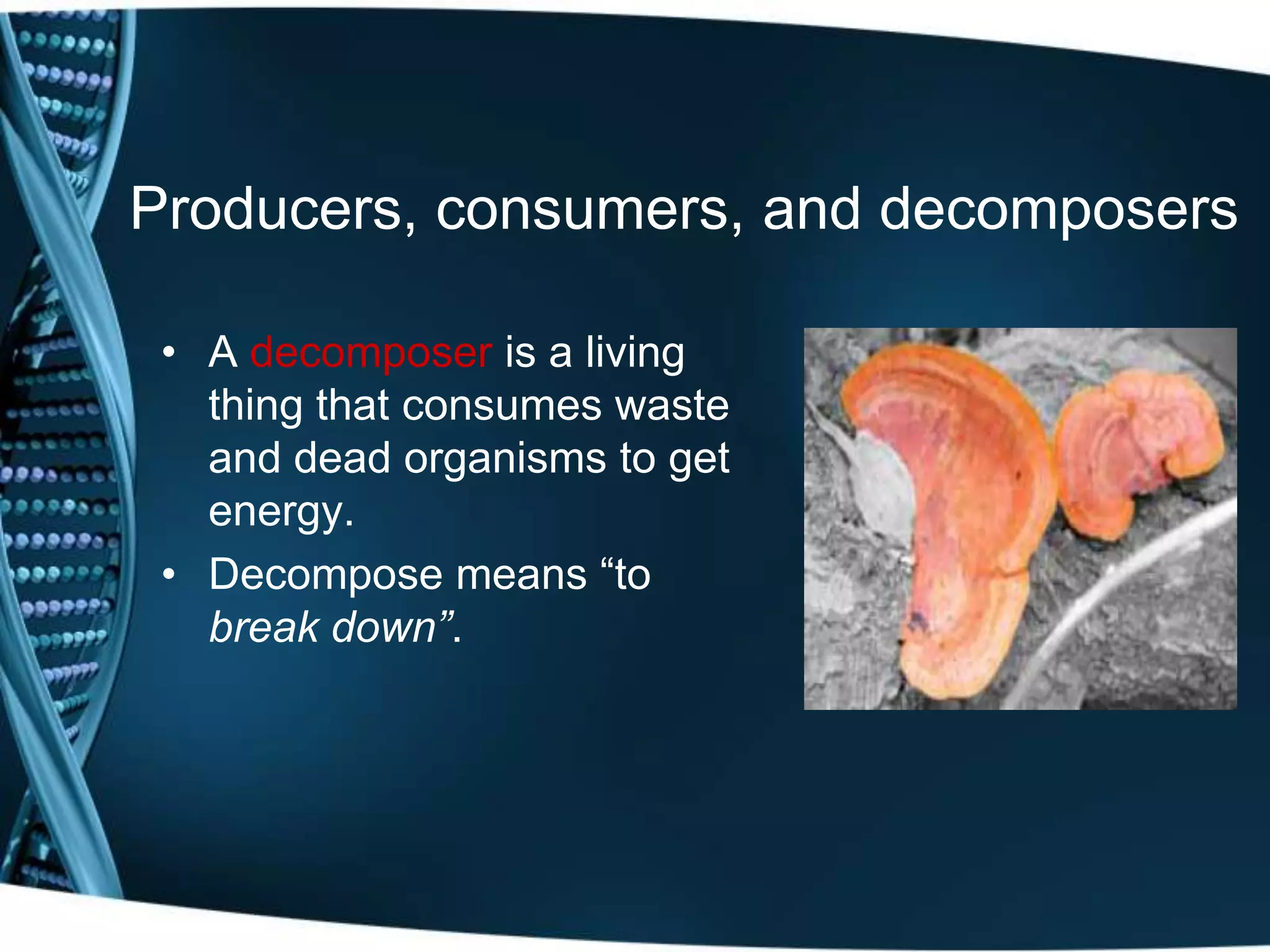Producers, consumers, and decomposers
• A decomposer is a living
thing that consumes waste
and dead organisms to get
energy.
• Decompose means “to
break down”.
 