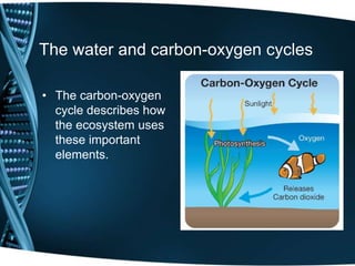 • The carbon-oxygen
cycle describes how
the ecosystem uses
these important
elements.
The water and carbon-oxygen cycles
 