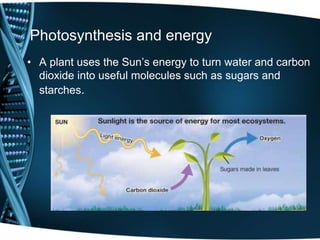 Photosynthesis and energy
• A plant uses the Sun’s energy to turn water and carbon
dioxide into useful molecules such as sugars and
starches.
 