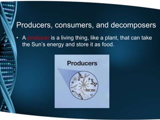 Producers, consumers, and decomposers
• A producer is a living thing, like a plant, that can take
the Sun’s energy and store it as food.
 