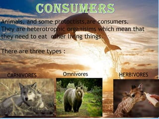 Animals, and some protoctists,are consumers.
They are heterotrophic organisims which mean that
they need to eat other living things.
There are three types :

CARNIVORES

Omnivores

HERBIVORES

 