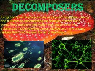 Fungi,and some bacteria,are decomposers.They obtein energy
and nutrients by decomposing the remains of other living
things.They transform the matter they decompose into
substances including water,carbon dioxide and minerals,and
release them into the soil, the air or the water.

 