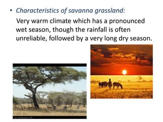 • Characteristics of savanna grassland:
Very warm climate which has a pronounced
wet season, though the rainfall is often
unreliable, followed by a very long dry season.

 