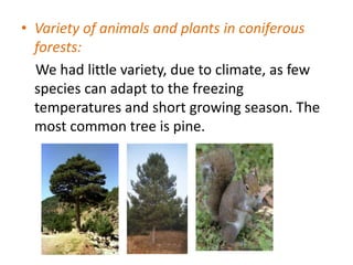 • Variety of animals and plants in coniferous
forests:
We had little variety, due to climate, as few
species can adapt to the freezing
temperatures and short growing season. The
most common tree is pine.

 