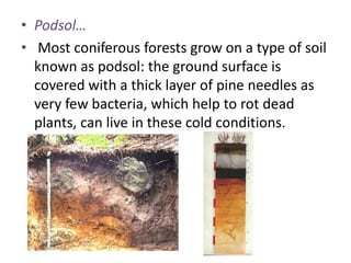 • Podsol…
• Most coniferous forests grow on a type of soil
known as podsol: the ground surface is
covered with a thick layer of pine needles as
very few bacteria, which help to rot dead
plants, can live in these cold conditions.

 