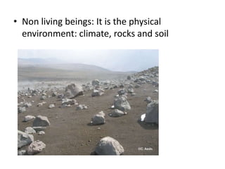 • Non living beings: It is the physical
environment: climate, rocks and soil

 