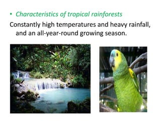 • Characteristics of tropical rainforests
Constantly high temperatures and heavy rainfall,
and an all-year-round growing season.

 