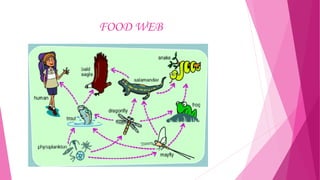 FOOD WEB

 