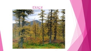 TAIGA

 