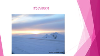 TUNDRA

 