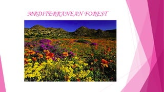 MRDITERRANEAN FOREST

 