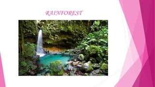RAINFOREST

 