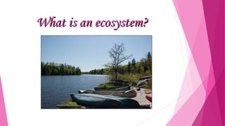 What is an ecosystem?

 