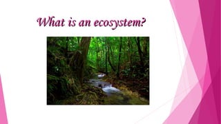 What is an ecosystem?

 
