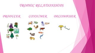 TROPHIC RELATIONSHIPS
PRODUCER

CONSUMER

DECOMPOSER

 