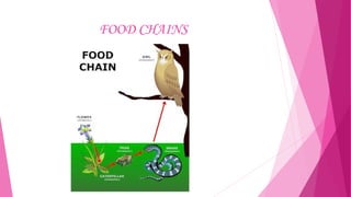 FOOD CHAINS

 