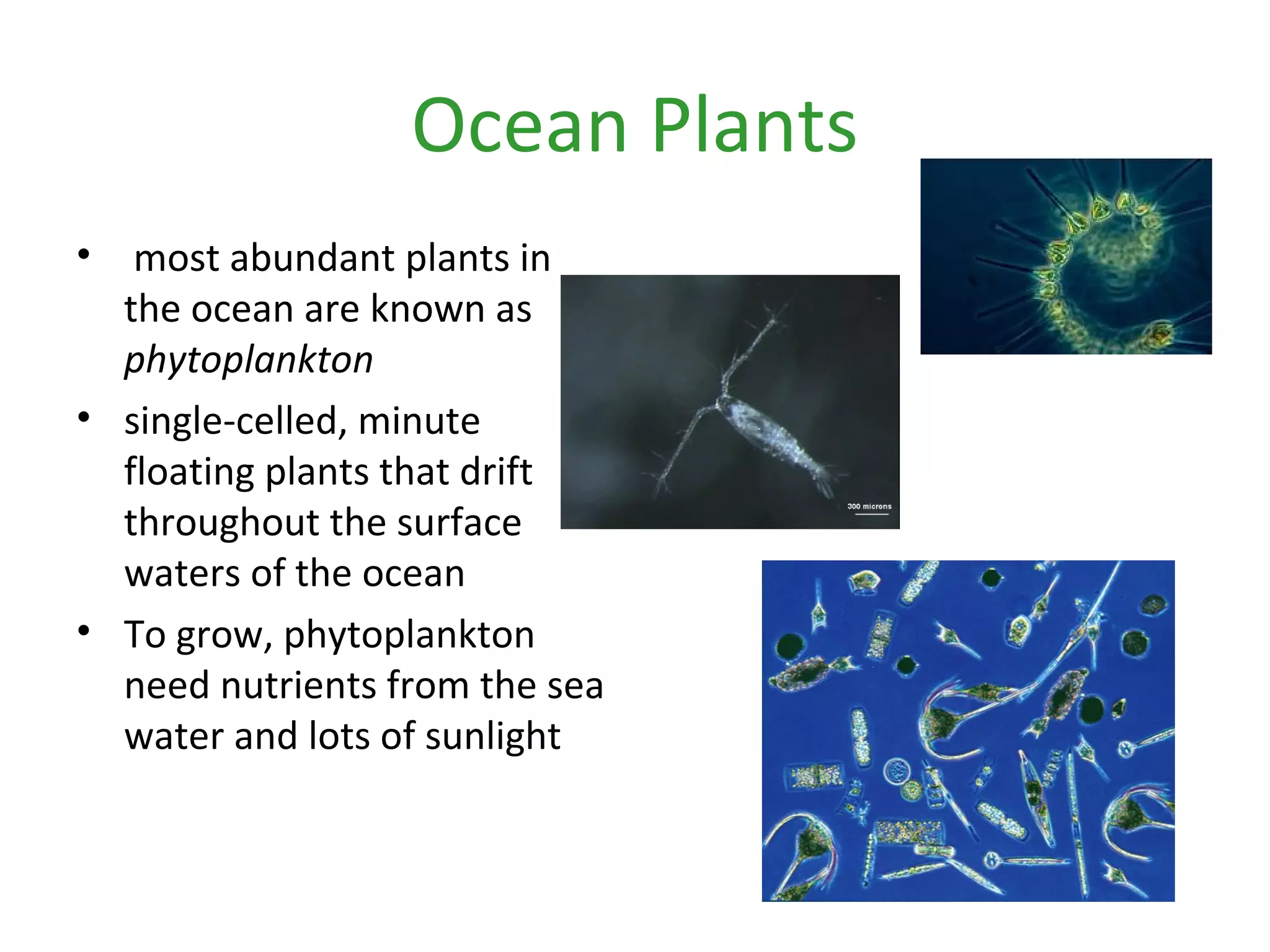 Ocean Plants
• most abundant plants in
the ocean are known as
phytoplankton
• single-celled, minute
floating plants that drift
throughout the surface
waters of the ocean
• To grow, phytoplankton
need nutrients from the sea
water and lots of sunlight
 