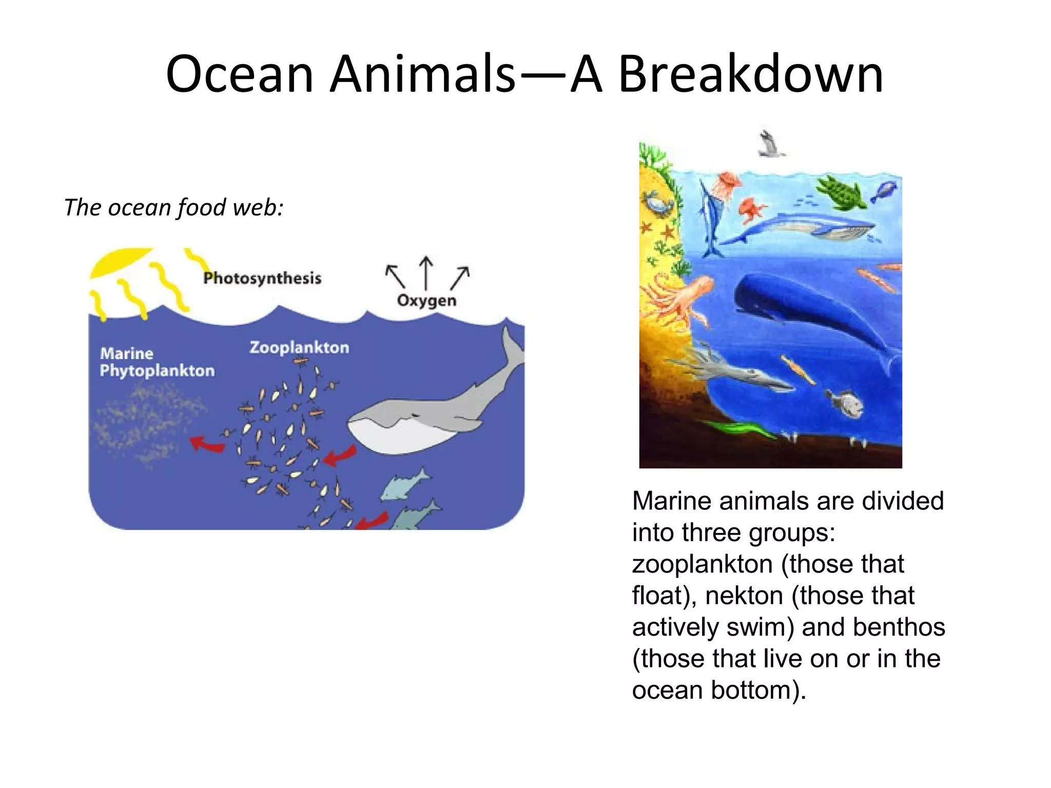 Ocean Animals—A Breakdown
The ocean food web:
Marine animals are divided
into three groups:
zooplankton (those that
float), nekton (those that
actively swim) and benthos
(those that live on or in the
ocean bottom).
 
