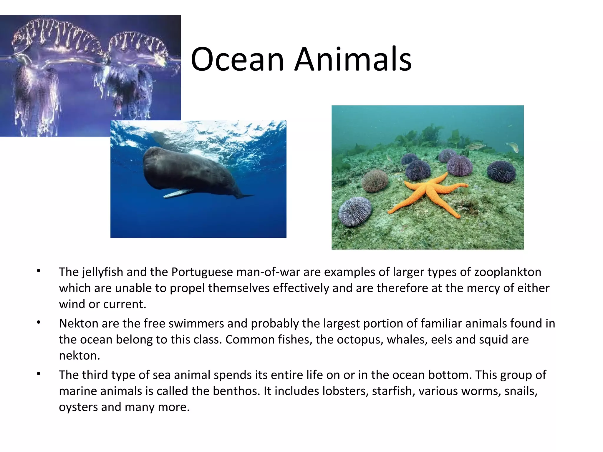 Ocean Animals
• The jellyfish and the Portuguese man-of-war are examples of larger types of zooplankton
which are unable to propel themselves effectively and are therefore at the mercy of either
wind or current.
• Nekton are the free swimmers and probably the largest portion of familiar animals found in
the ocean belong to this class. Common fishes, the octopus, whales, eels and squid are
nekton.
• The third type of sea animal spends its entire life on or in the ocean bottom. This group of
marine animals is called the benthos. It includes lobsters, starfish, various worms, snails,
oysters and many more.
 