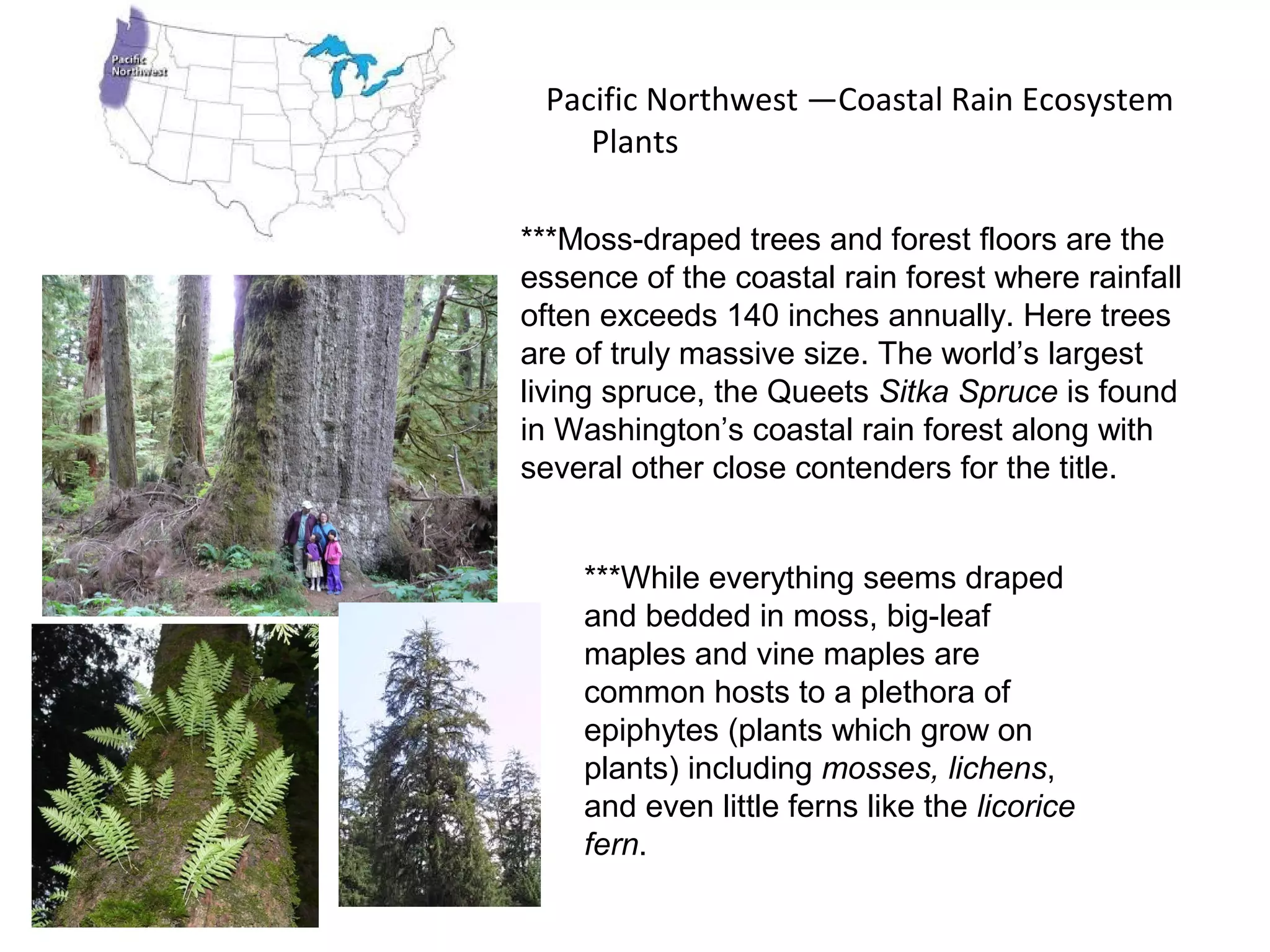 Pacific Northwest —Coastal Rain Ecosystem
Plants
***Moss-draped trees and forest floors are the
essence of the coastal rain forest where rainfall
often exceeds 140 inches annually. Here trees
are of truly massive size. The world’s largest
living spruce, the Queets Sitka Spruce is found
in Washington’s coastal rain forest along with
several other close contenders for the title.
***While everything seems draped
and bedded in moss, big-leaf
maples and vine maples are
common hosts to a plethora of
epiphytes (plants which grow on
plants) including mosses, lichens,
and even little ferns like the licorice
fern.
 