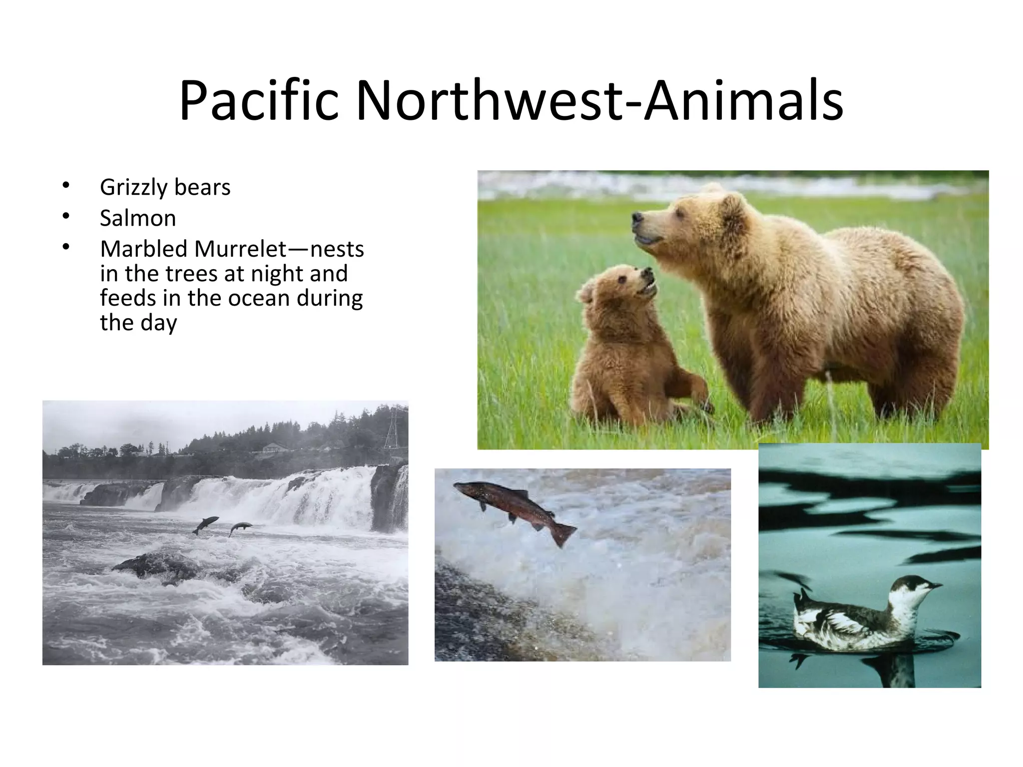 Pacific Northwest-Animals
• Grizzly bears
• Salmon
• Marbled Murrelet—nests
in the trees at night and
feeds in the ocean during
the day
 