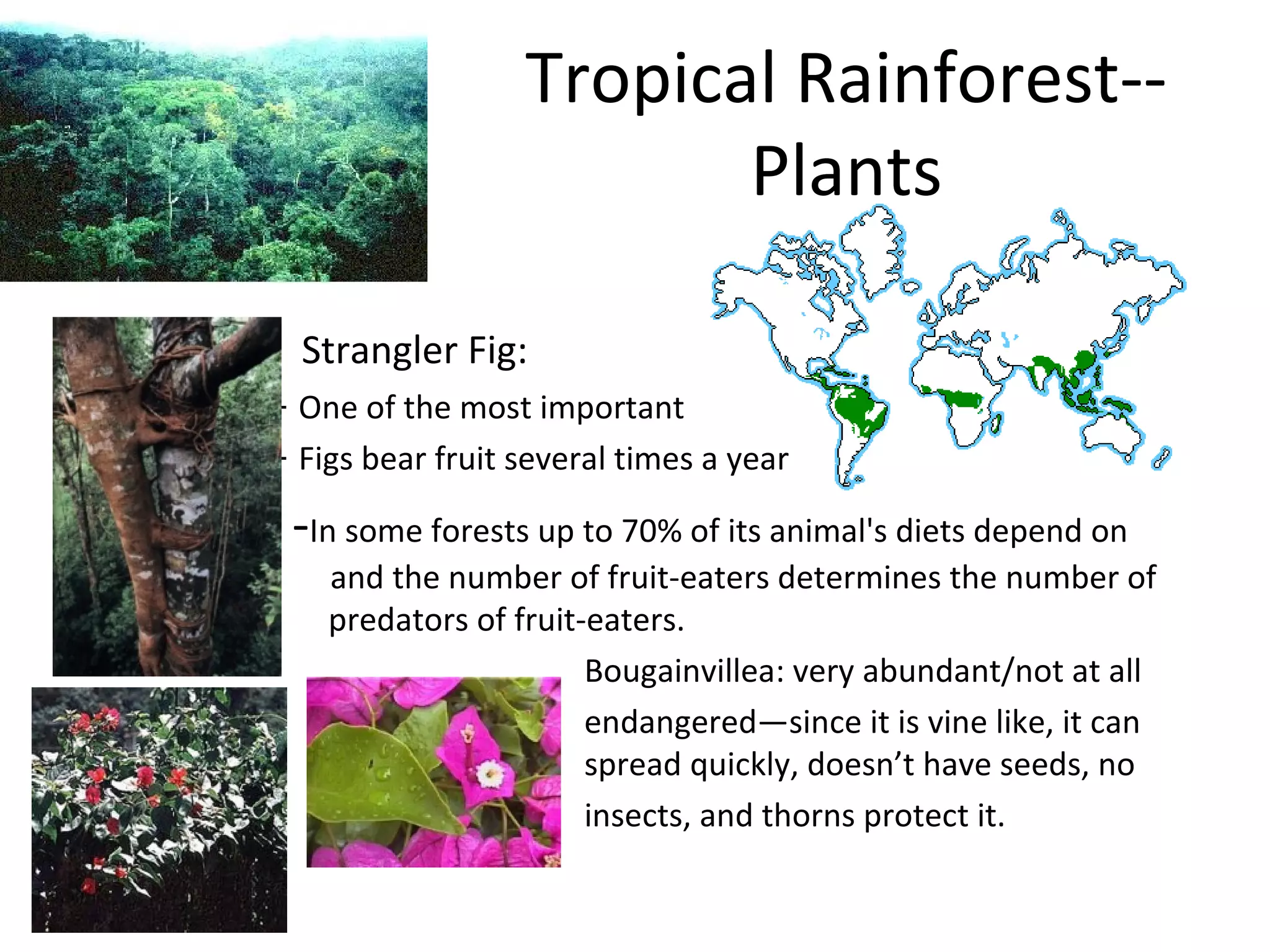Tropical Rainforest--
Plants
• Strangler Fig:
– One of the most important
– Figs bear fruit several times a year
• S -In some forests up to 70% of its animal's diets depend on
figs, and the number of fruit-eaters determines the number of
predators predators of fruit-eaters.
Bougainvillea: very abundant/not at all
endangered—since it is vine like, it can
spread quickly, doesn’t have seeds, no
insects, and thorns protect it.
 