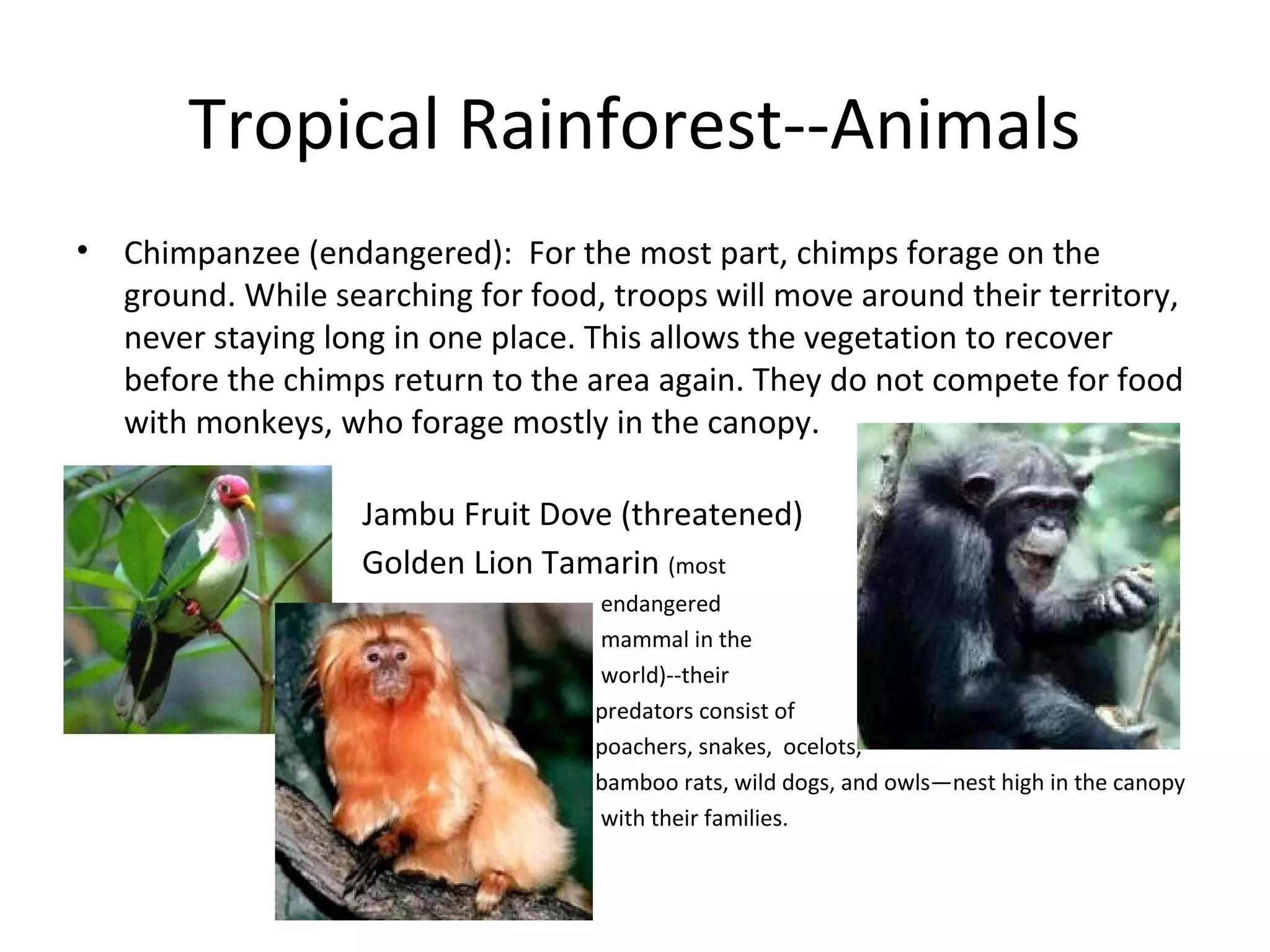 Tropical Rainforest--Animals
• Chimpanzee (endangered): For the most part, chimps forage on the
ground. While searching for food, troops will move around their territory,
never staying long in one place. This allows the vegetation to recover
before the chimps return to the area again. They do not compete for food
with monkeys, who forage mostly in the canopy.
Jambu Fruit Dove (threatened)
Golden Lion Tamarin (most
endangered
mammal in the
world)--their
predators consist of
poachers, snakes, ocelots,
bamboo rats, wild dogs, and owls—nest high in the canopy
with their families.
 