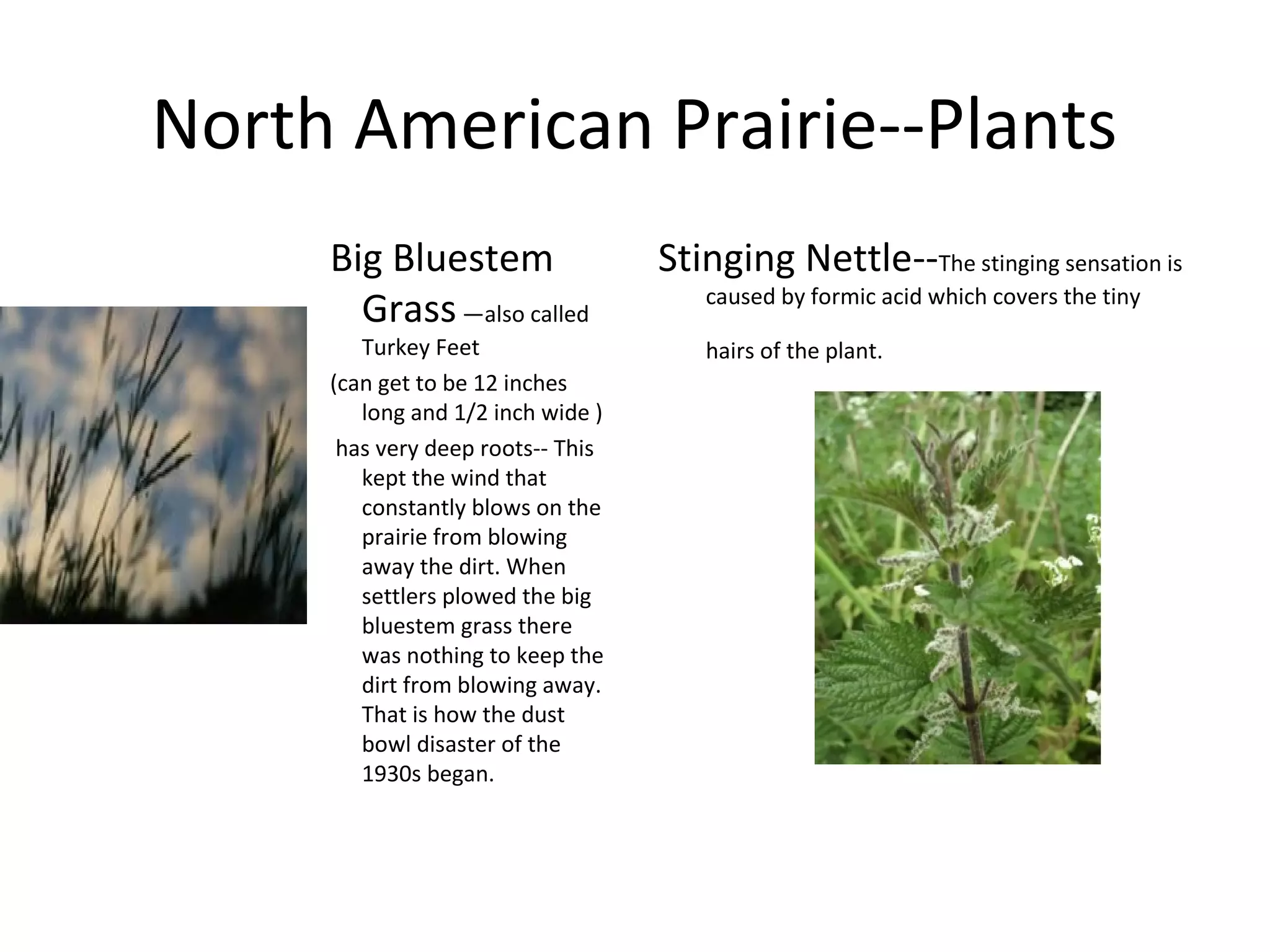 North American Prairie--Plants
Big Bluestem
Grass—also called
Turkey Feet
(can get to be 12 inches
long and 1/2 inch wide )
has very deep roots-- This
kept the wind that
constantly blows on the
prairie from blowing
away the dirt. When
settlers plowed the big
bluestem grass there
was nothing to keep the
dirt from blowing away.
That is how the dust
bowl disaster of the
1930s began.
Stinging Nettle--The stinging sensation is
caused by formic acid which covers the tiny
hairs of the plant.
 