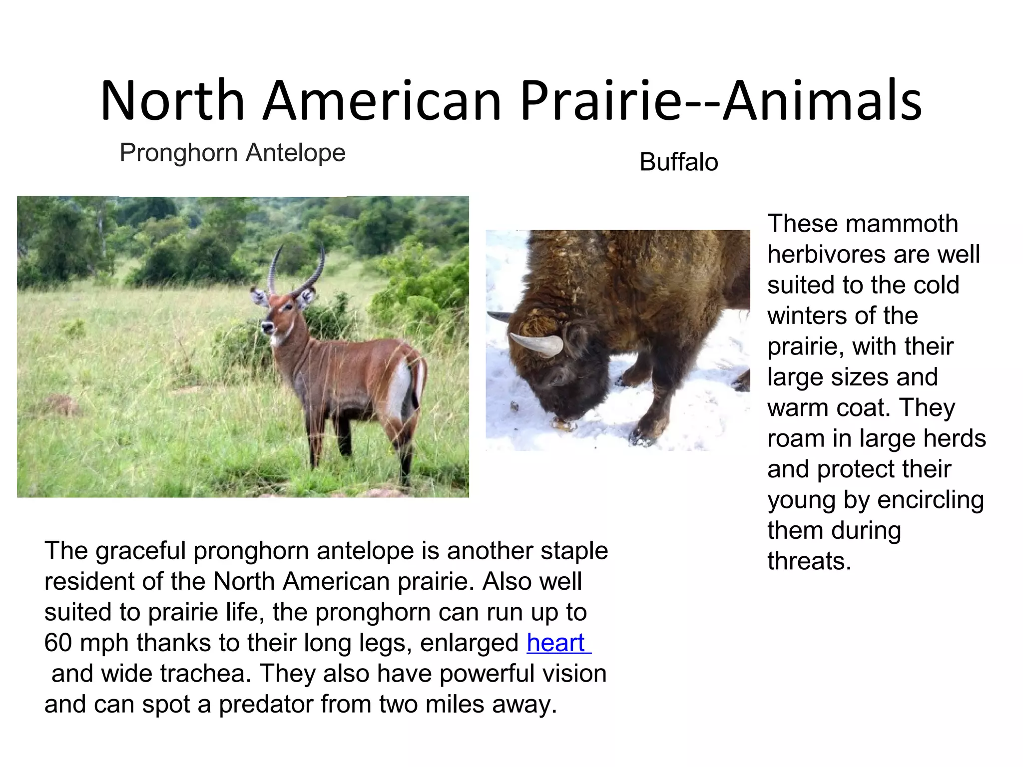 North American Prairie--Animals
•
The graceful pronghorn antelope is another staple
resident of the North American prairie. Also well
suited to prairie life, the pronghorn can run up to
60 mph thanks to their long legs, enlarged heart
and wide trachea. They also have powerful vision
and can spot a predator from two miles away.
These mammoth
herbivores are well
suited to the cold
winters of the
prairie, with their
large sizes and
warm coat. They
roam in large herds
and protect their
young by encircling
them during
threats.
Pronghorn Antelope Buffalo
 