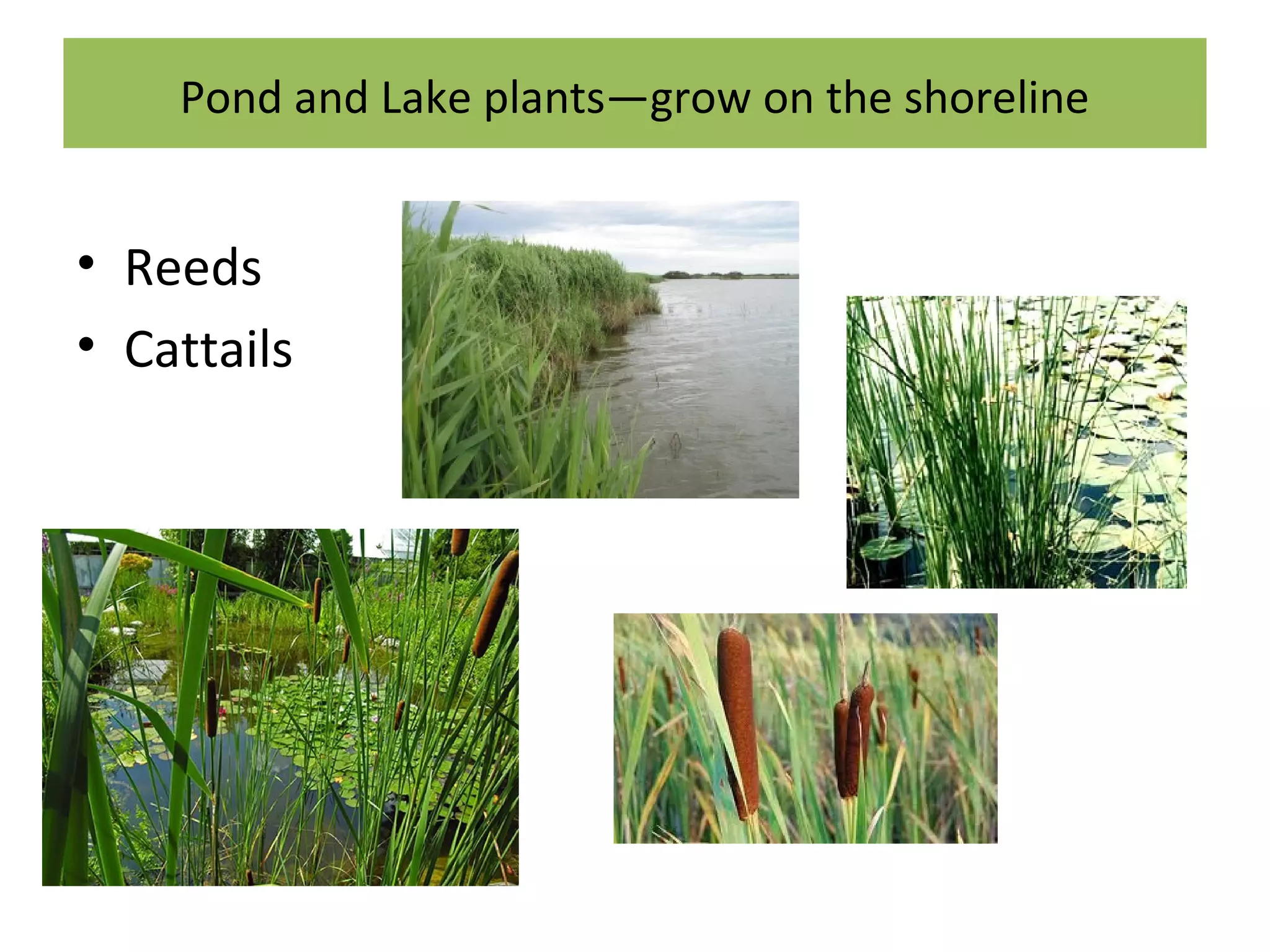 Pond and Lake plants—grow on the shoreline
• Reeds
• Cattails
 