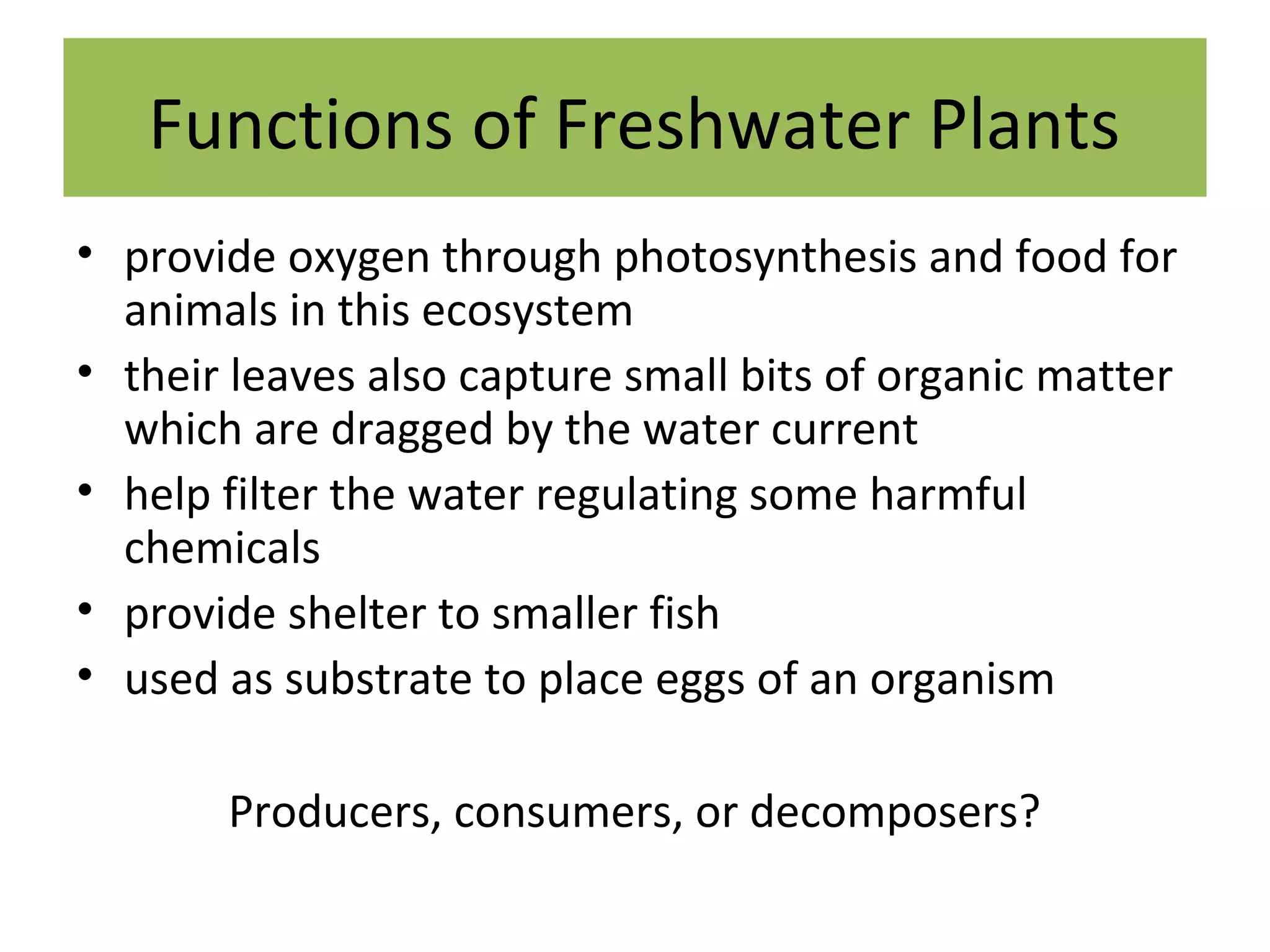 Functions of Freshwater Plants
• provide oxygen through photosynthesis and food for
animals in this ecosystem
• their leaves also capture small bits of organic matter
which are dragged by the water current
• help filter the water regulating some harmful
chemicals
• provide shelter to smaller fish
• used as substrate to place eggs of an organism
Producers, consumers, or decomposers?
 