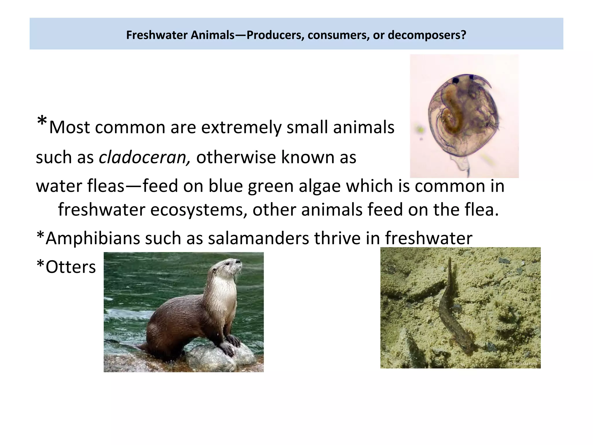 Freshwater Animals—Producers, consumers, or decomposers?
*Most common are extremely small animals
such as cladoceran, otherwise known as
water fleas—feed on blue green algae which is common in
freshwater ecosystems, other animals feed on the flea.
*Amphibians such as salamanders thrive in freshwater
*Otters
 