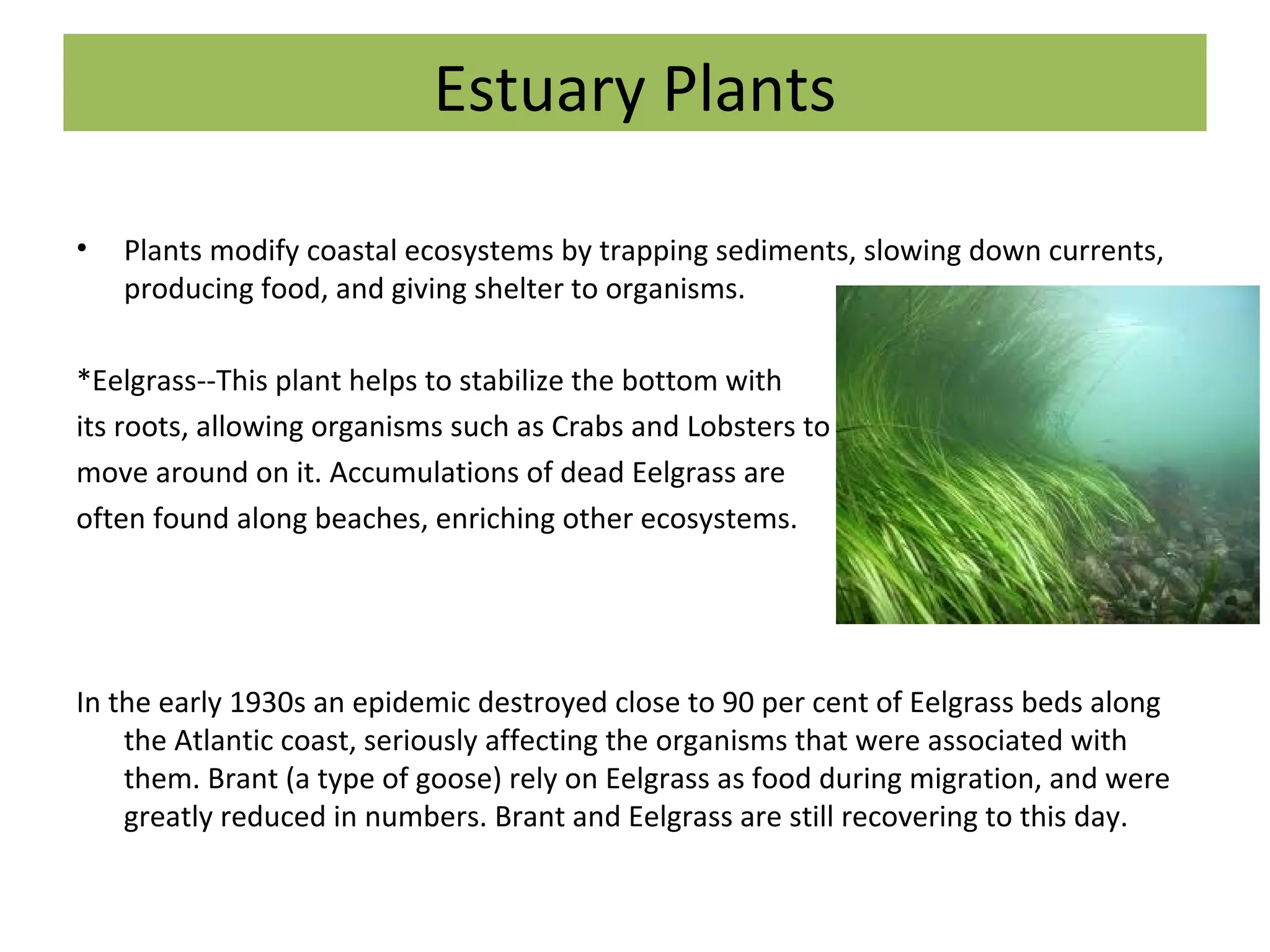 • Plants modify coastal ecosystems by trapping sediments, slowing down currents,
producing food, and giving shelter to organisms.
*Eelgrass--This plant helps to stabilize the bottom with
its roots, allowing organisms such as Crabs and Lobsters to
move around on it. Accumulations of dead Eelgrass are
often found along beaches, enriching other ecosystems.
In the early 1930s an epidemic destroyed close to 90 per cent of Eelgrass beds along
the Atlantic coast, seriously affecting the organisms that were associated with
them. Brant (a type of goose) rely on Eelgrass as food during migration, and were
greatly reduced in numbers. Brant and Eelgrass are still recovering to this day.
Estuary Plants
 