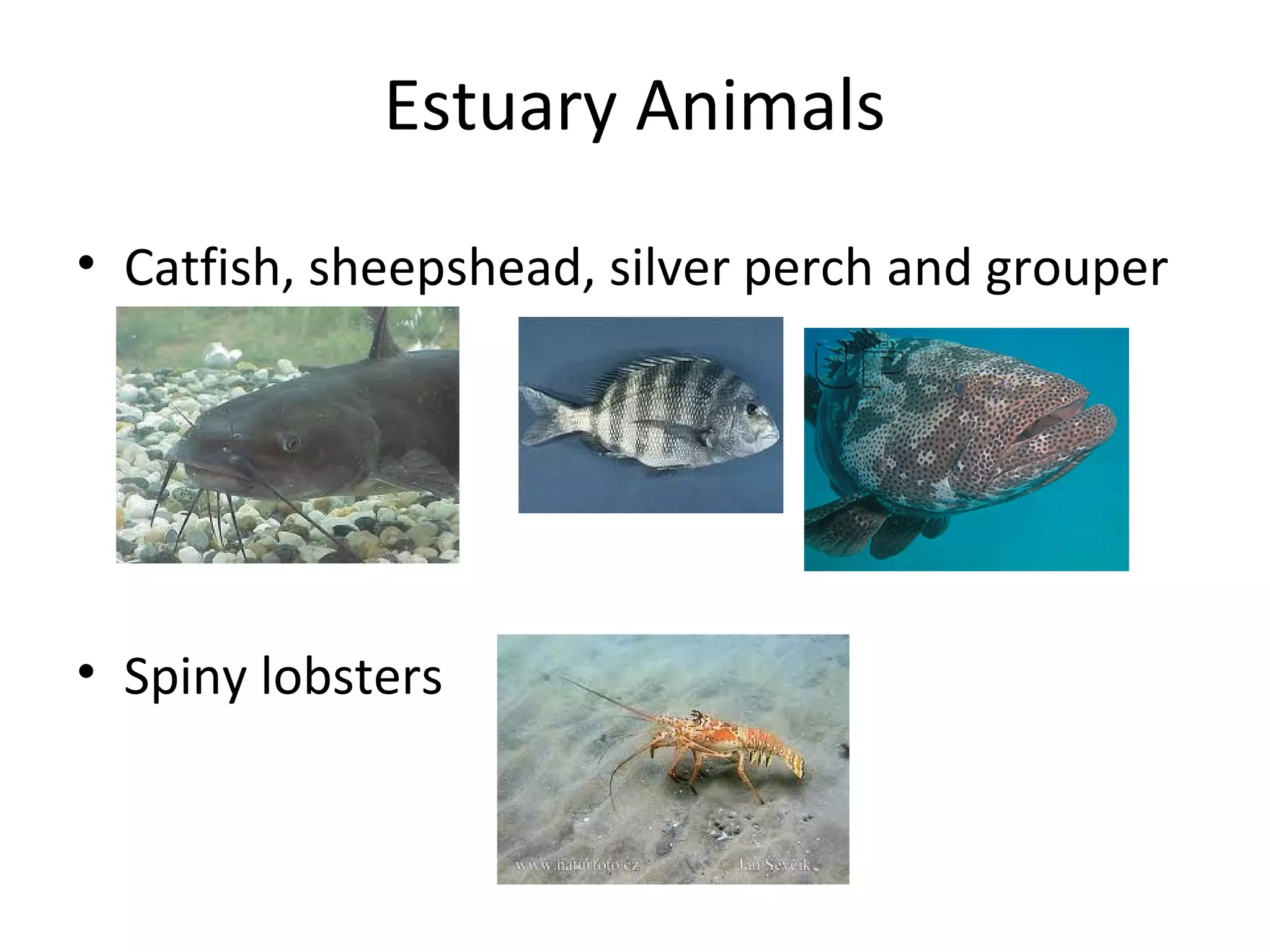 Estuary Animals
• Catfish, sheepshead, silver perch and grouper
• Spiny lobsters
 