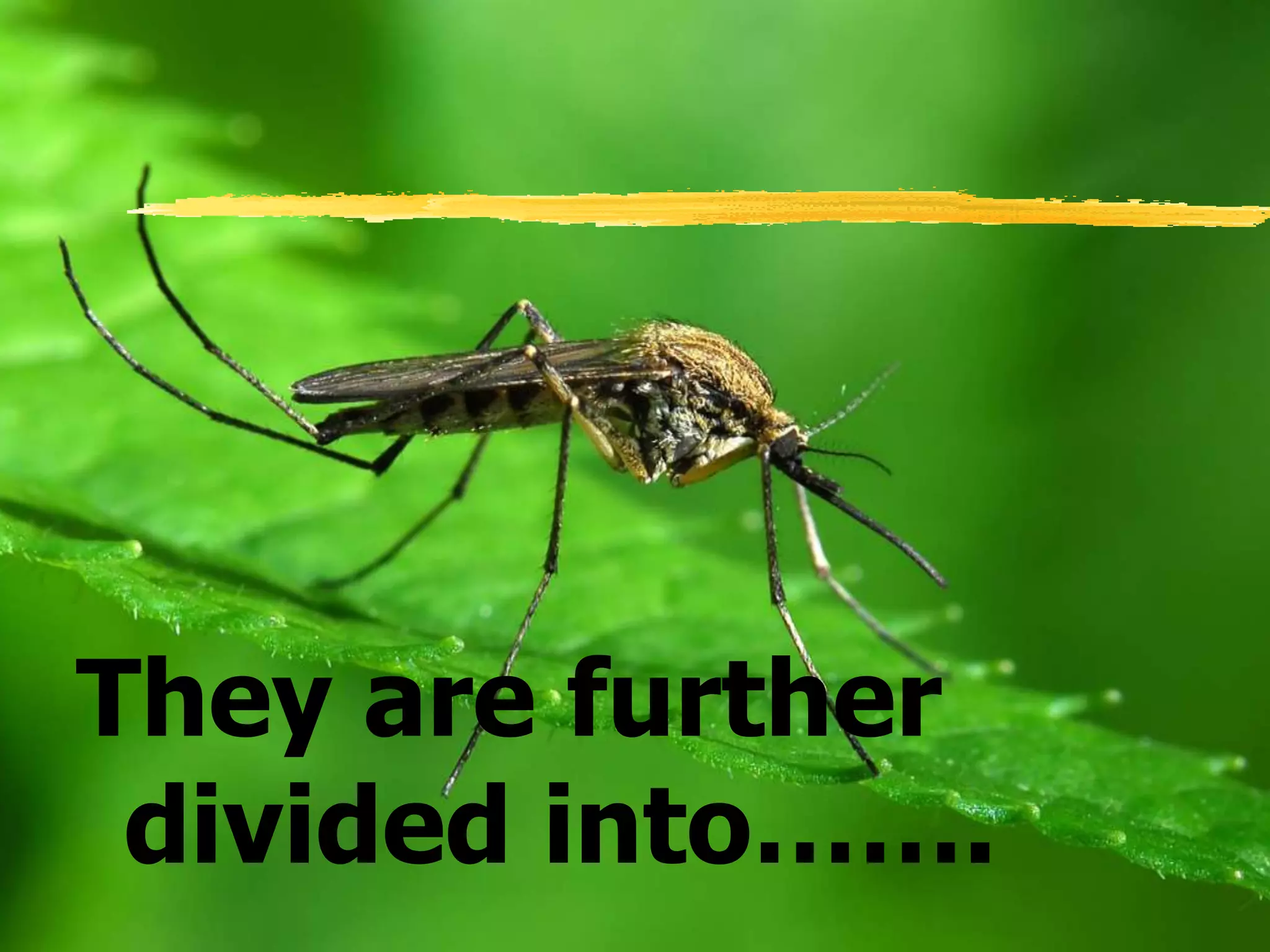 They are further
divided into…….
 