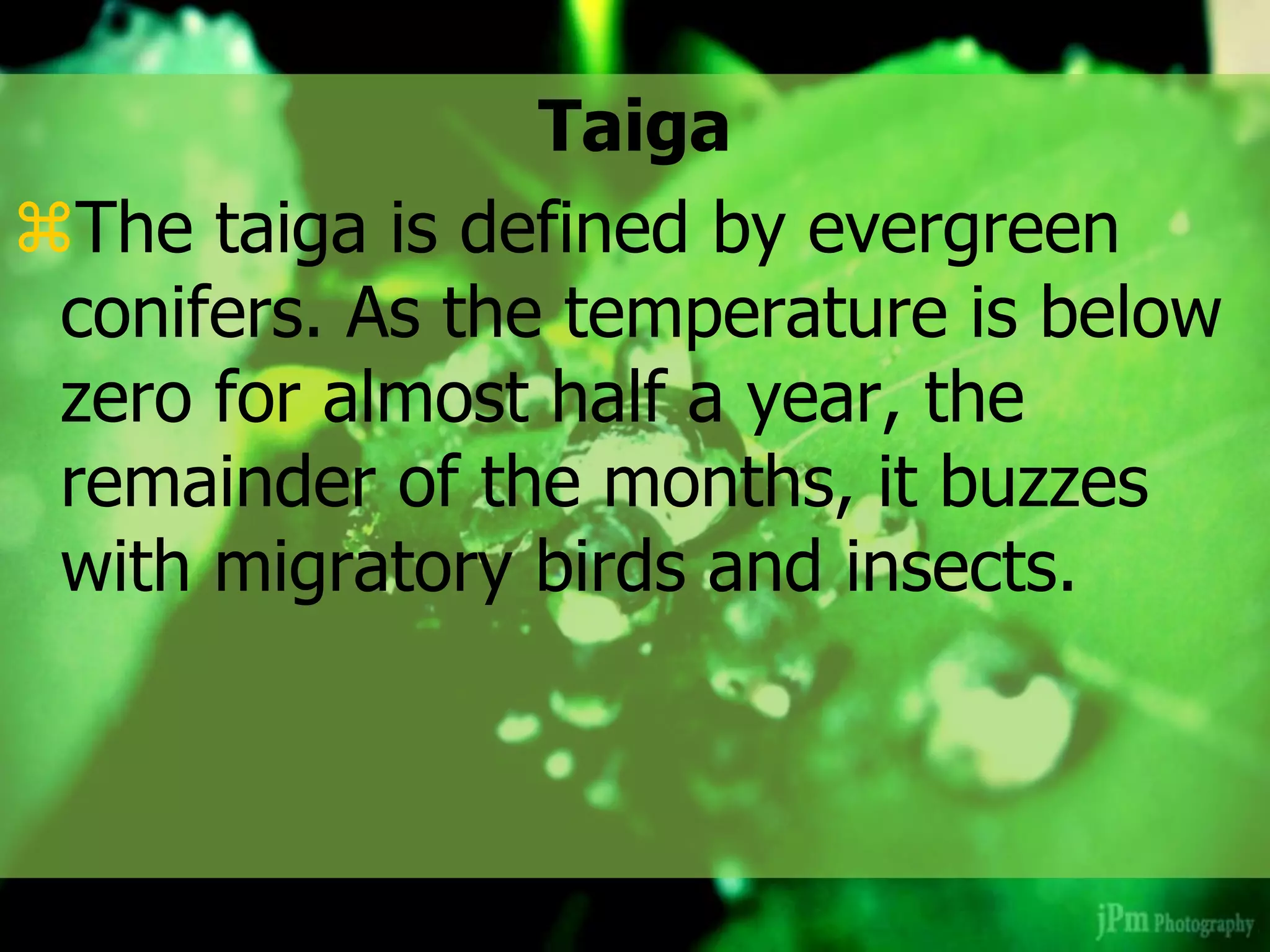Taiga
The taiga is defined by evergreen
conifers. As the temperature is below
zero for almost half a year, the
remainder of the months, it buzzes
with migratory birds and insects.
 