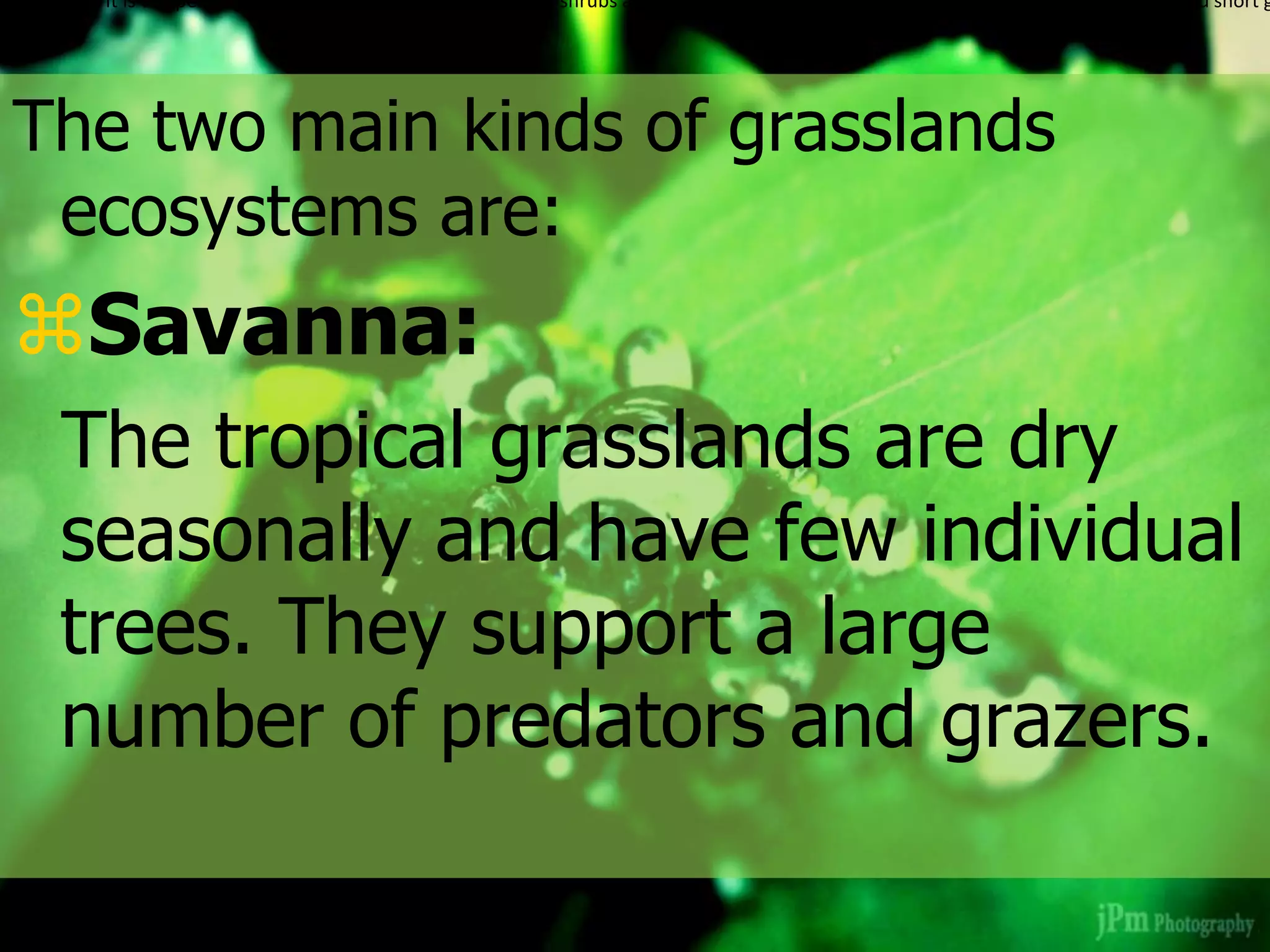 The two main kinds of grasslands
ecosystems are:
Savanna:
The tropical grasslands are dry
seasonally and have few individual
trees. They support a large
number of predators and grazers.
1.Prairies: It is temperate grassland, completely devoid of large shrubs and trees. Prairies could be categorized as mixed grass, tall grass and short g
 