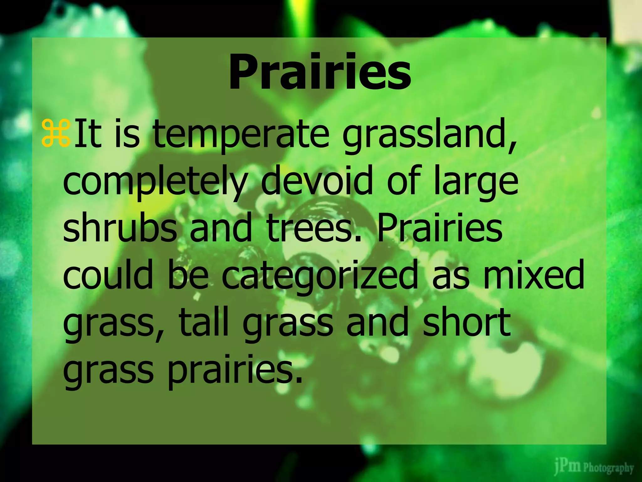 Prairies
It is temperate grassland,
completely devoid of large
shrubs and trees. Prairies
could be categorized as mixed
grass, tall grass and short
grass prairies.
 