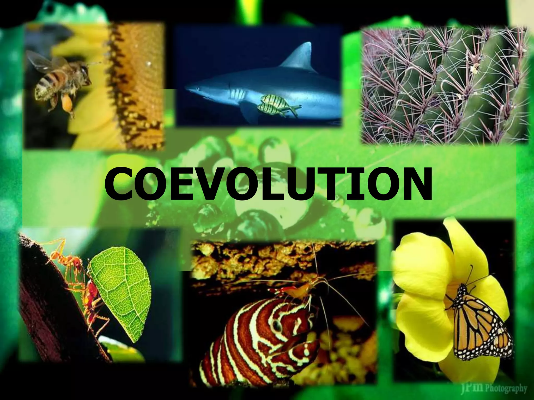 COEVOLUTION
 