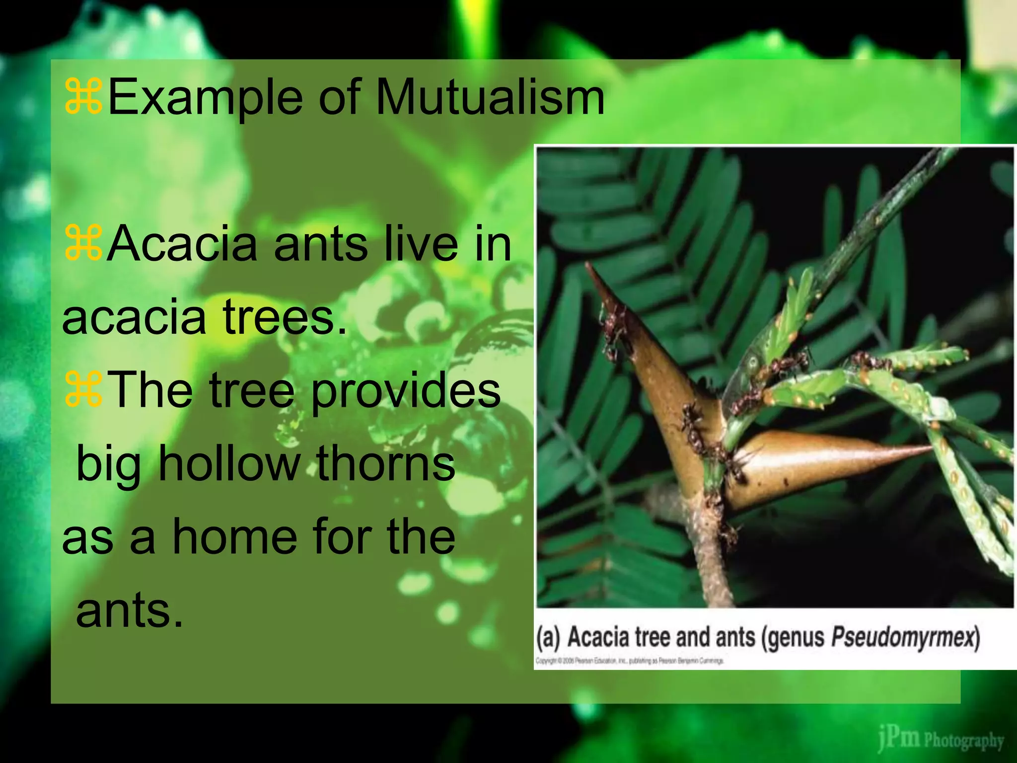 Example of Mutualism
Acacia ants live in
acacia trees.
The tree provides
big hollow thorns
as a home for the
ants.
 