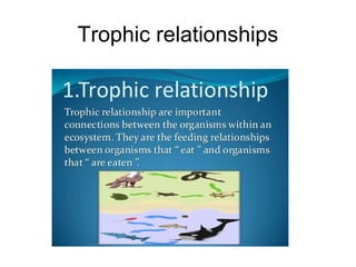 Trophic relationships