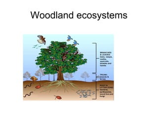 Woodland ecosystems