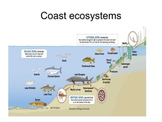 Coast ecosystems