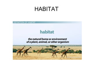 HABITAT