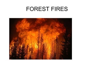 FOREST FIRES
