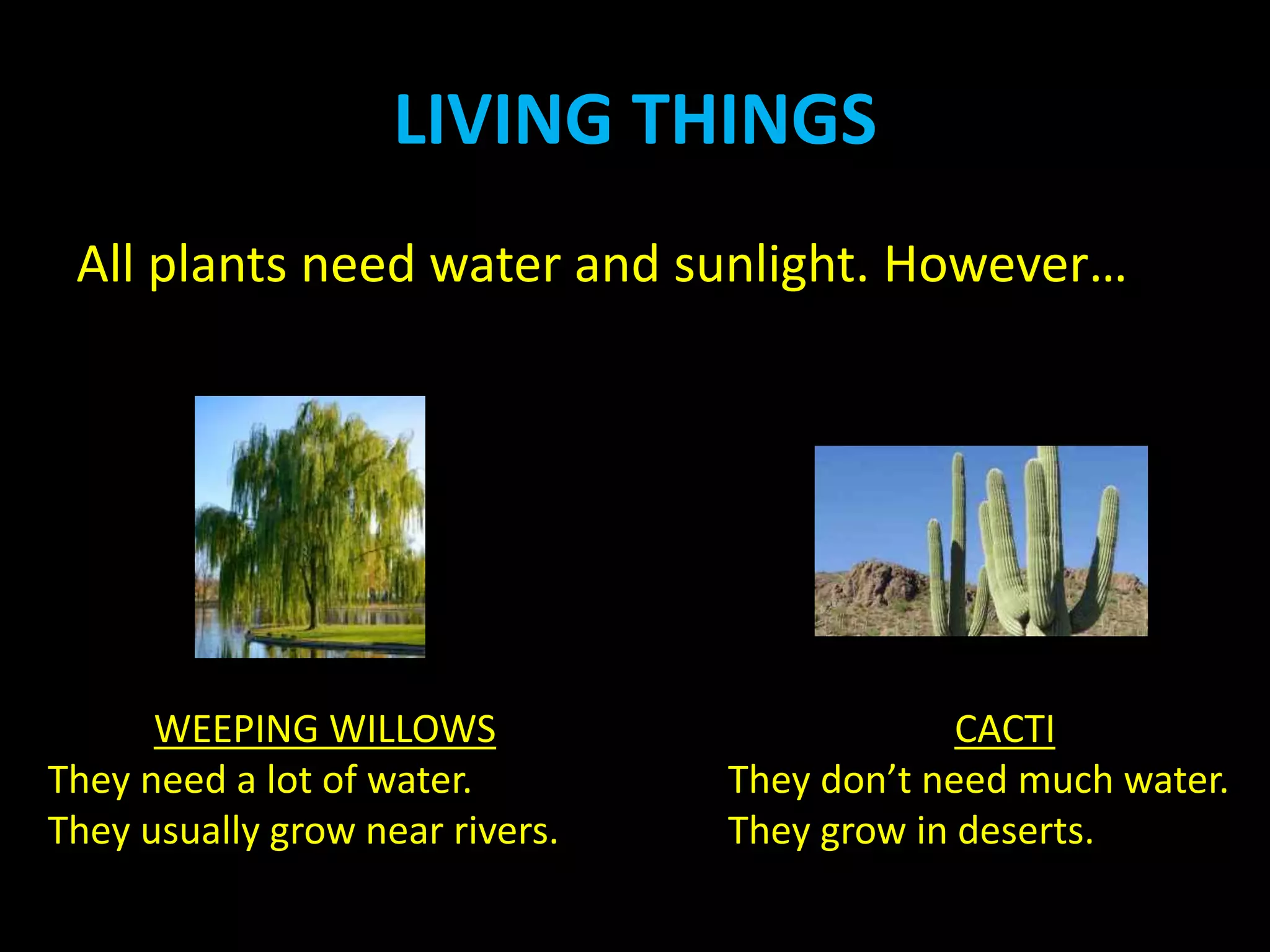 LIVING THINGS
All plants need water and sunlight. However…
WEEPING WILLOWS
They need a lot of water.
They usually grow near rivers.
CACTI
They don’t need much water.
They grow in deserts.
 
