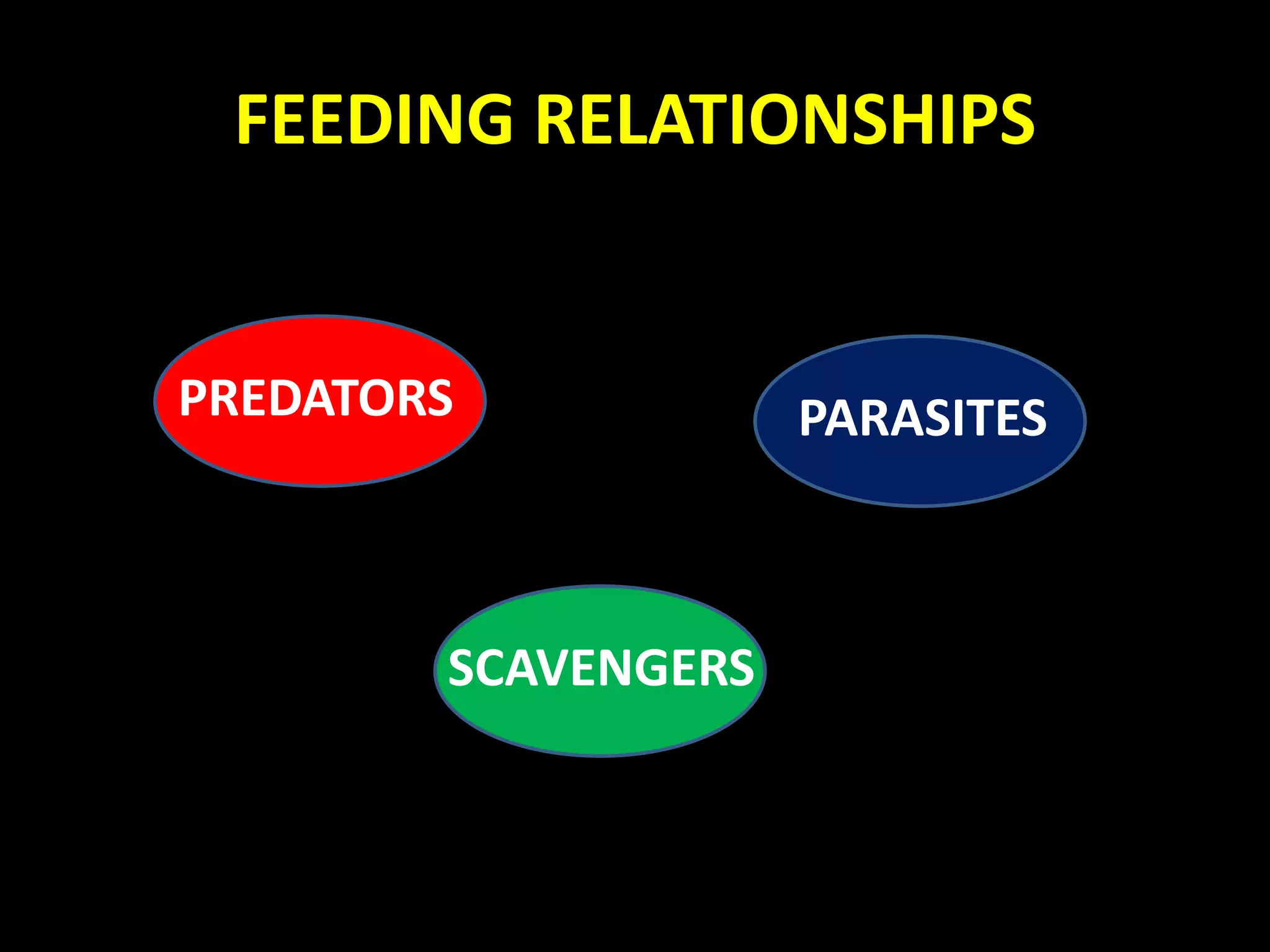 FEEDING RELATIONSHIPS
PREDATORS
SCAVENGERS
PARASITES
 