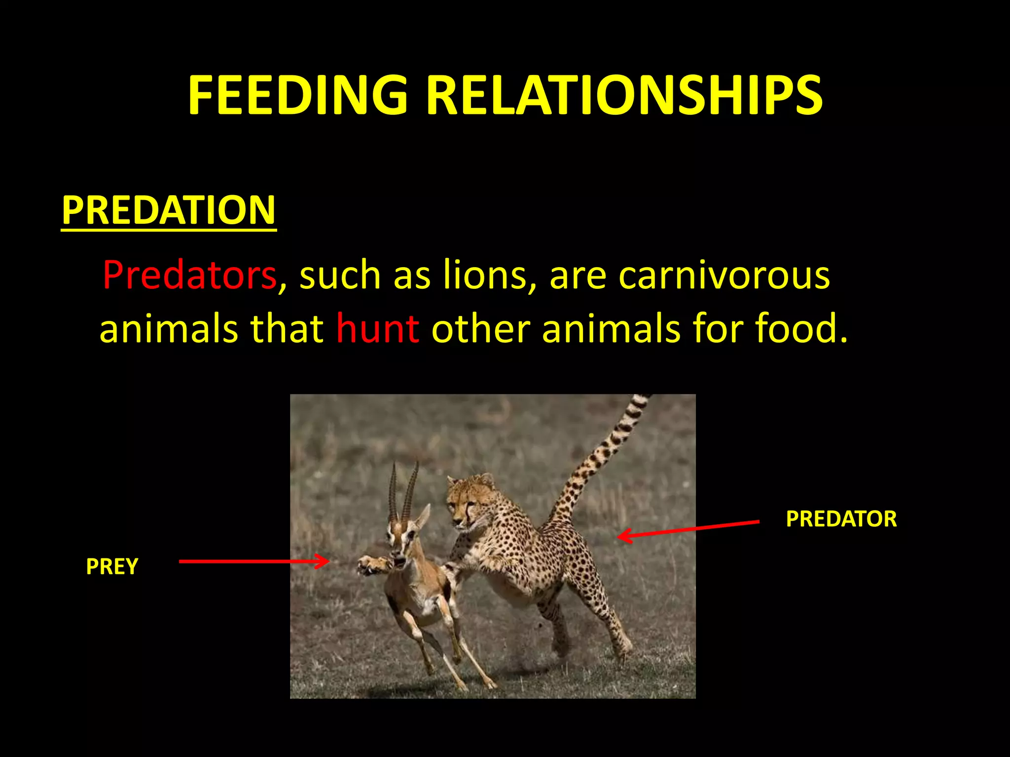 FEEDING RELATIONSHIPS
PREDATION
Predators, such as lions, are carnivorous
animals that hunt other animals for food.
PREDATOR
PREY
 